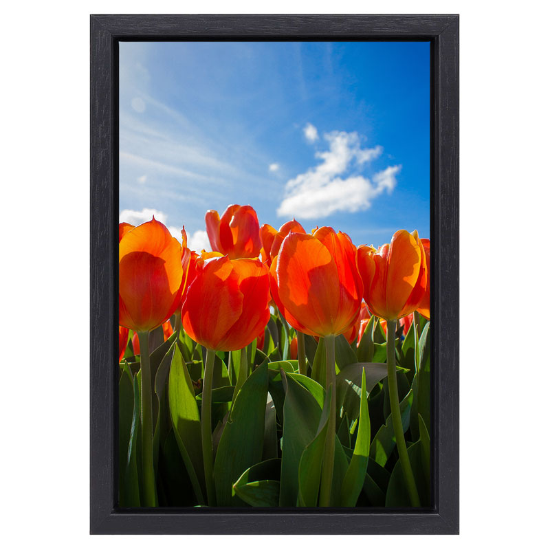 Schilderij Rode Tulpen in zwarte baklijst