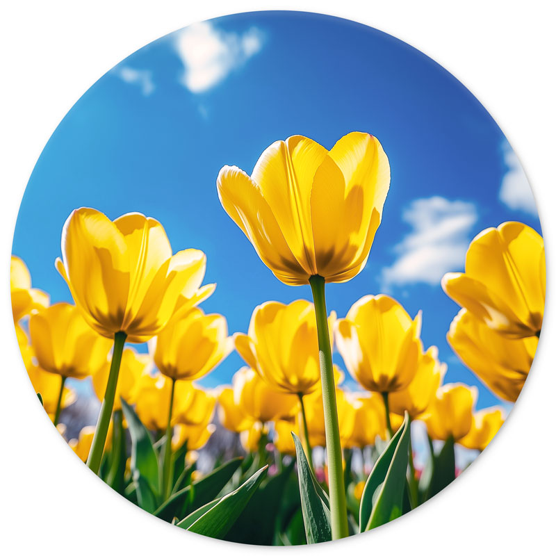 Wandcirkel Gele Tulpen