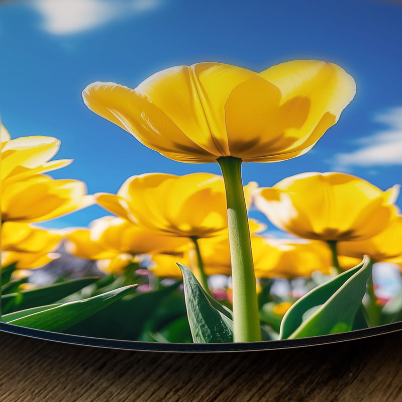 Wandcirkel Gele Tulpen